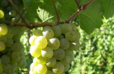 Rieslingtrauben - Die Grundlage für den perfekten Wein